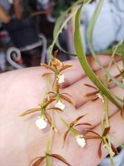 Prosthechea squalida