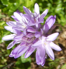 Dichelostemma