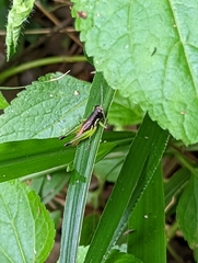 Methiolopsis geniculata