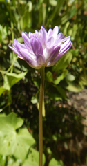 Dichelostemma