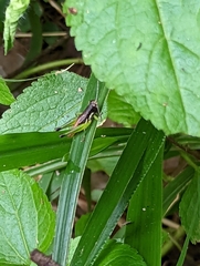 Methiolopsis geniculata