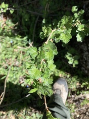 Ribes roezlii roezlii