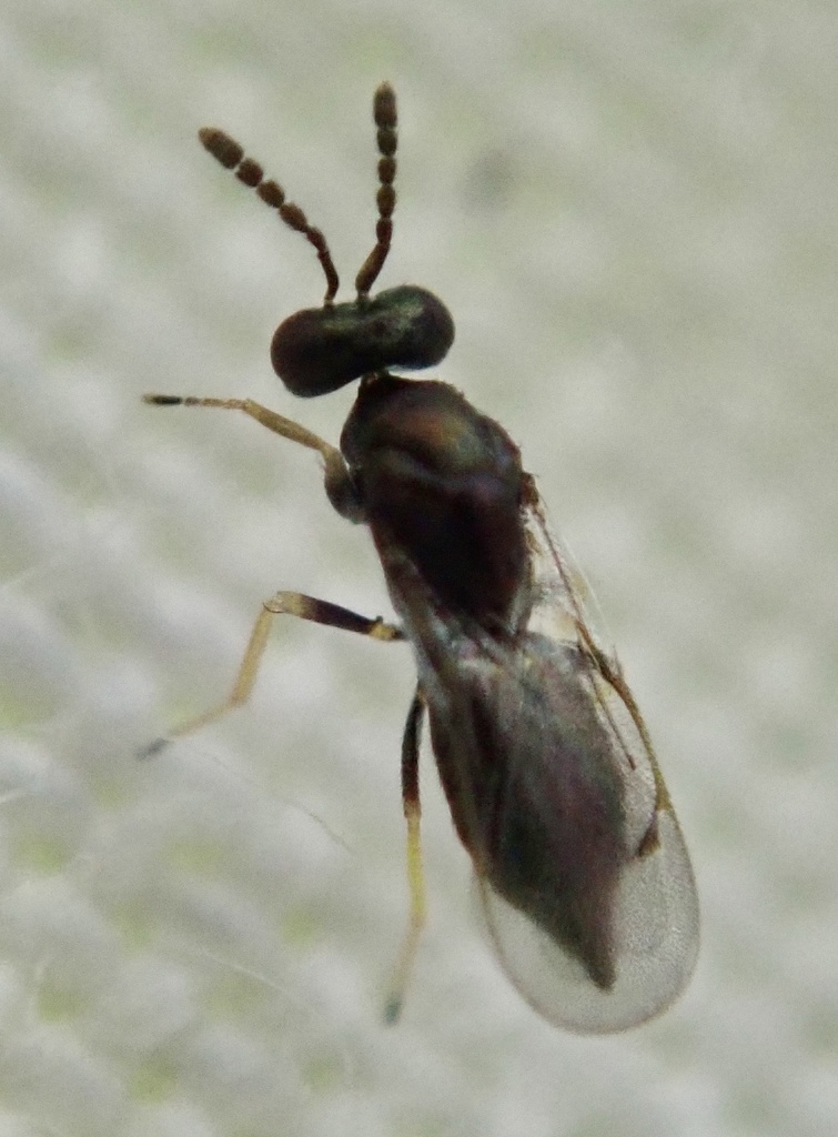 Aulogymnus skianeuros
