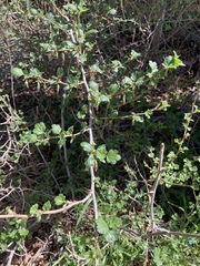 Ribes roezlii roezlii