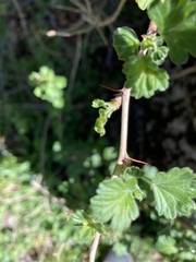Ribes roezlii roezlii