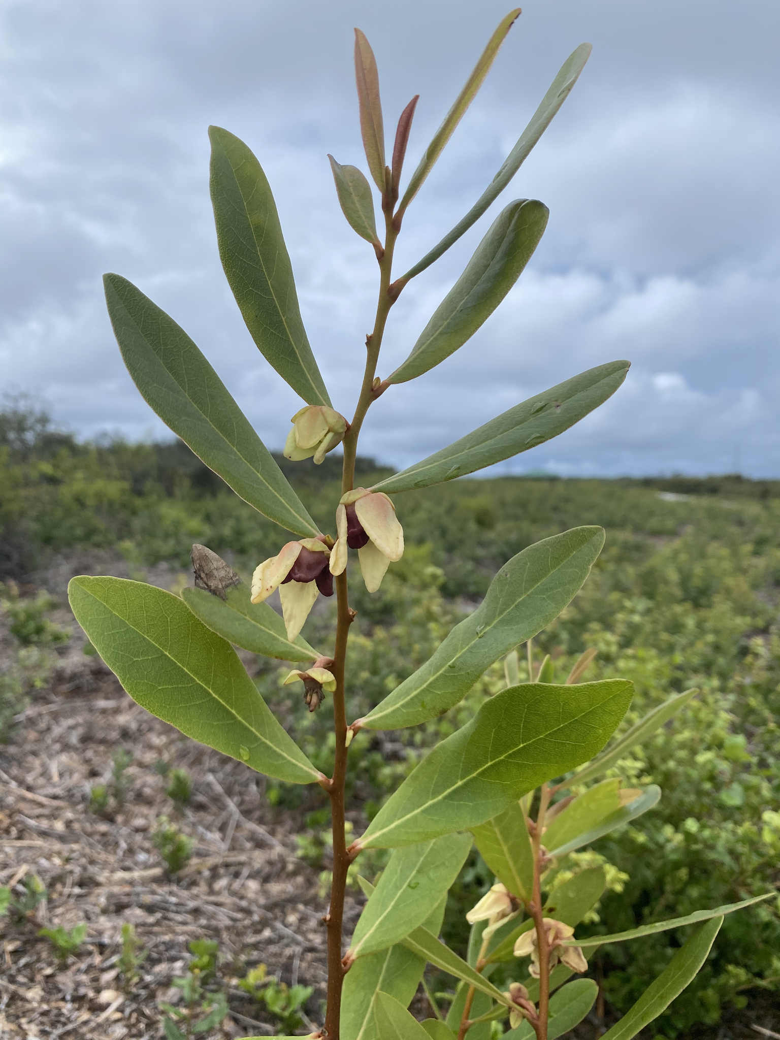 Asimina tetramera