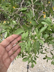 Fraxinus greggii