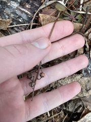 Pyrola americana