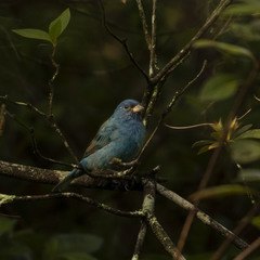 Passerina cyanea image