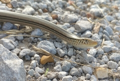 Ophisaurus attenuatus