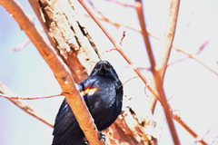Agelaius phoeniceus