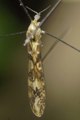 Discobola tessellata