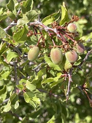 Prunus fremontii