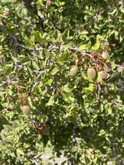 Prunus fremontii