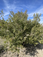 Prunus fremontii