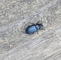 Platycerus oregonensis