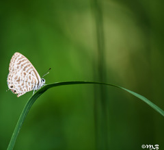 Leptotes plinius