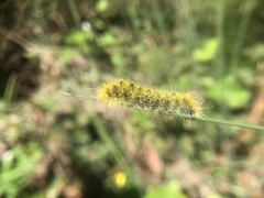 Lophocampa argentata
