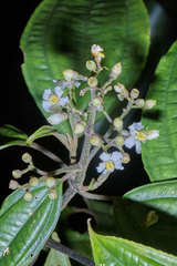 Miconia oocarpa