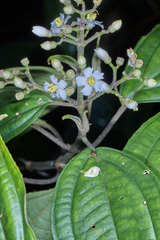 Miconia oocarpa