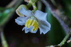Miconia oocarpa
