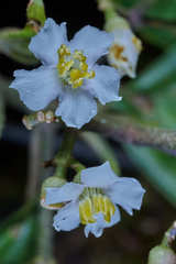 Miconia oocarpa