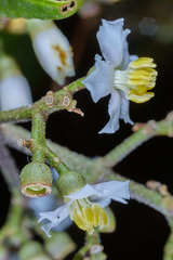 Miconia oocarpa