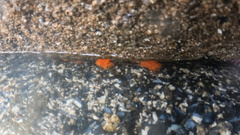 Balanophyllia elegans