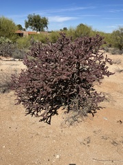 Cylindropuntia thurberi