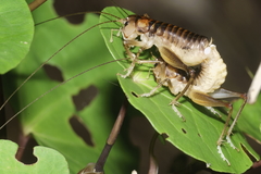 Hemiandrus pallitarsis