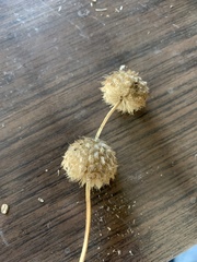 Leucas martinicensis