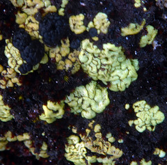 Arthrorhaphis alpina