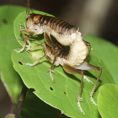 Hemiandrus pallitarsis