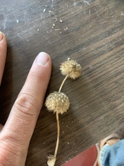 Leucas martinicensis