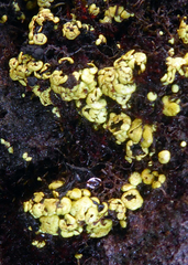 Arthrorhaphis alpina