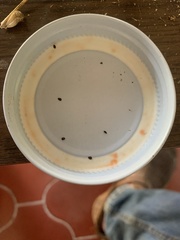 Leucas martinicensis