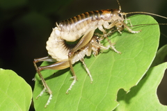 Hemiandrus pallitarsis