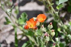 Sphaeralcea lindheimeri