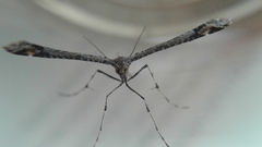 Anstenoptilia