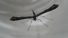 Anstenoptilia