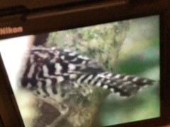 Campylorhynchus nuchalis