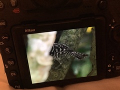 Campylorhynchus nuchalis