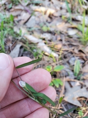 Vicia minutiflora