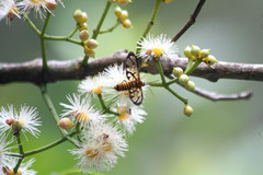 Amata grotei