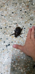 Dynastes hercules