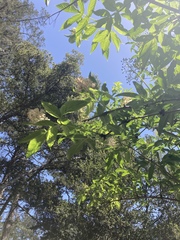 Aesculus californica