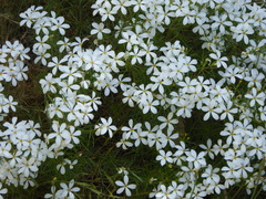 Leptosiphon floribundus glaber