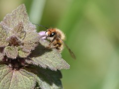 Osmia cornifrons