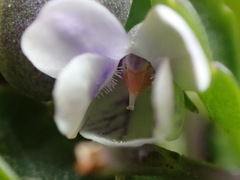 Viola improcera