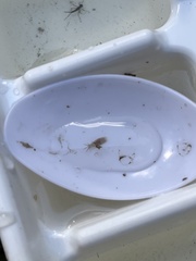 Temnocephalidae